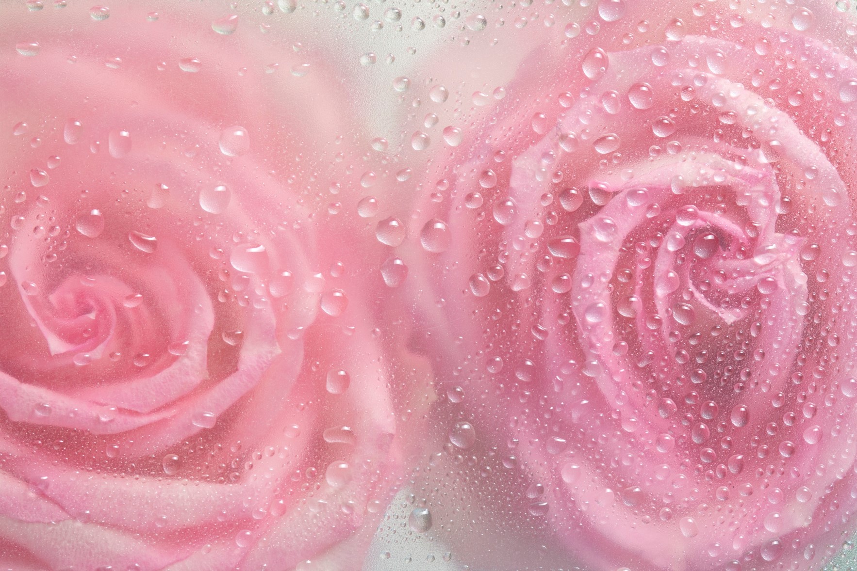 Rose Wine with Indian Musk Rose